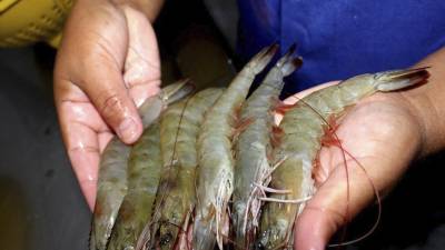 China estaría pagando cuatro dólares por el kilogramo de camarón hondureño.