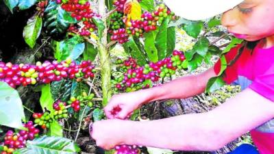 El café es el patrimonio de miles de familias en Honduras.