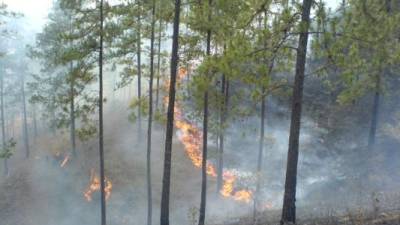 Los más afectados por los incendios forestales son los bosques de pino, según la ICF.