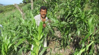 Un productor trabaja en plantaciones de maíz.