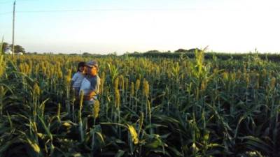 Un productor carga a su hija en una plantación de sorgo en Olancho, donde se cosechan de 25 a 30 quintales al año.