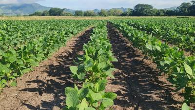 Plantación de soya en los campos de Honduras, como parte de la estrategia gubernamental para fortalecer la seguridad alimentaria y promover fuentes de biocombustibles sostenibles.