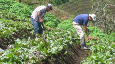 El “webinar” es mañana a la 1:00 pm con la exposición magistral de Manrique Santos.