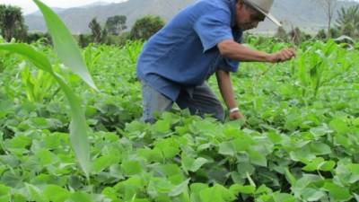 La producción de alimentos es prioridad en Honduras.