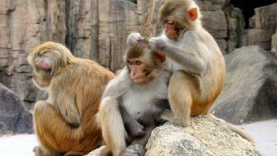 Ya se conocía que el virus del VIH apareció en los monos pero no cuando.