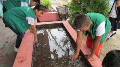 Eliminar criaderos es vital contra la chikungunya.