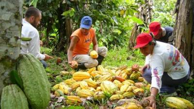 Cultivo de cacao en el occidente de Honduras.