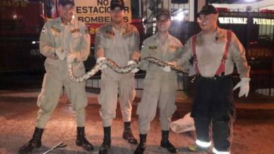 Los bomberiles de Santa Rosa de Copán mostrando a la boa que encontraron en un solar baldío.