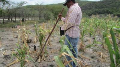 Los cultivos que resultan 'mayormente afectados' son maíz, frijol, sorgo, soja, cacahuate, caña de azúcar, chile, tomate, cítricos, plátano, coco, mango y también pastizales.