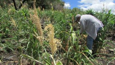 Un agricultor trabaja en la producción de granos básicos en Danlí, El Paraíso. La gráfica es de mediados de mayo.