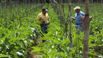 Con el acompañamiento de los chilenos se pretende mejorar estándares de calidad.