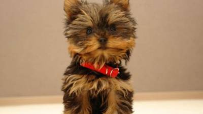 Este cachorrito de raza Yorkie acaricia con mucha ternura a su dueño mientras este supuestamente duerme.