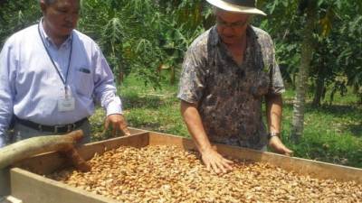 Francisco Membreño (derecha) muestra el proceso de secado de cacao a Maynor Velásquez (izquierda).