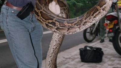 Una mujer en Hong Kong luchó contra esta gran serpiente para evitar que se comiera a su perro.