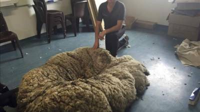 El cuatro veces campeón de esquila, Ian Elkins, posa con la lana de la oveja 'Chris' una oveja errante con mucha lana en Canberra, Australia. EFE
