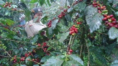 Un productor recolecta café en El Paraíso.