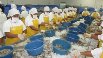 Mujeres trabajan en una camaronera de la zona sur de Honduras.