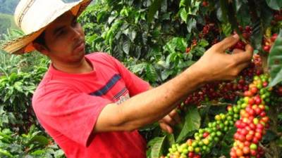 El Congreso Nacional también creará un fondo de garantía para equipar de herramientas técnicas e insumos a los cafetaleros.