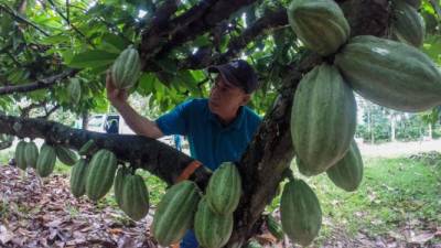 Aroldo Dubón, técnico de la Fhia, durante el corte de mazorcas de cacao en una plantación de La Masica. Foto: Wendell Escoto