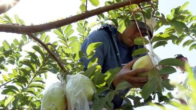 Cada guayaba perla está cubierta con una bolsa plástica transparente para protegerla de insectos.