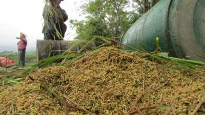 Productores en Danlí, El Paraíso, trabajan en la cosecha de arroz. La producción anual suma dos millones de toneladas.