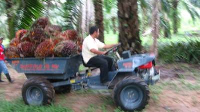 La agroindustria de la palma proporciona empleo a miles de hondureños y es una importante fuente de divisas.