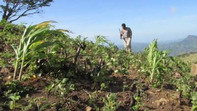 Las matas de maíz no crecieron y ya deberían estar dando frutos. Aunque algunos irrigan, la sequía se sigue prolongando.