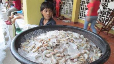 Un menor cuida una cesta de camarones pescados en Choluteca. Este departamento es el mayor productor.