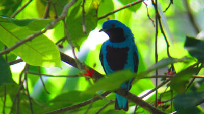 Lovely Cotinga. Es nativo de Mesoamérica desde el sur de México, incluyendo Guatemala, Belice, Honduras, Nicaragua y hasta Costa Rica. Su hábitat consiste de bosque tropical de tierras bajas y bosque fuertemente degradado.