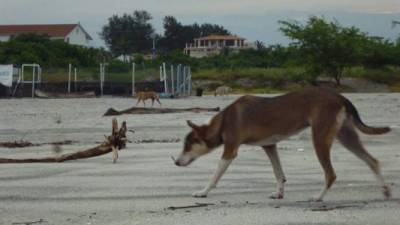 Fotografía sin fecha cedida hoy, miércoles 12 de octubre de 2016, por la Fundación Tortuguía, de varios perros que deambulan por la playa de Punta Chame (Panamá).