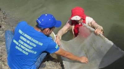 Un equipo de acuicultores recolectan muestras de larva de camarón al sur de Honduras.