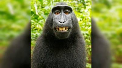 Actuamente las fotos tomadas por el macaco han recorrido el mundo entero siendo publicadas por periódicos, revistas, sitios web y programas de televisión.