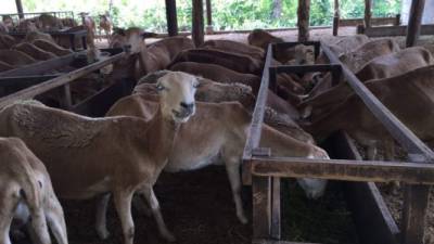 Honduras busca llenar un vacío en el mercado de la carne de de ovino dejado por grande exportadores como Australia o Nueva Zelanda.