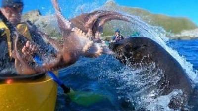 El piragüista recibió una bofetada con un pulpo, mientras este intentaba escaparse del león marino.