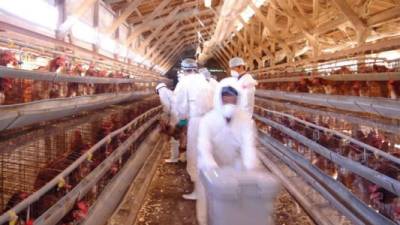 Fotografía de empleados cubiertos en trajes de alta protección recogiendo pollos vivos para ser sacrificados en una granja donde se detectaron casos de gripe aviar, en el pueblo de Ogawa, provincia de Ibaraki, Japón. EFE