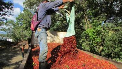 Los productores hondureños cuentan con el apoyo del Instituto Hondureño del Café (Ihcafe). Foto de archivo.