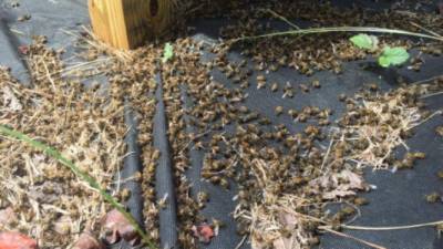 Las escenas apocalípticas fueron compartidas en las redes sociales por el dueño del apiario.