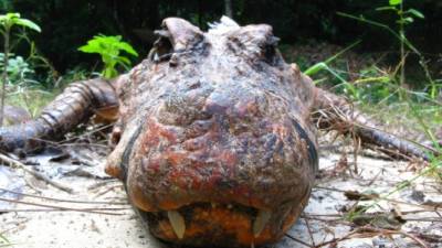 En las cuevas en donde viven no hay peces ni crustáceos, y se alimentan con murciélagos, saltamontes y grillos.