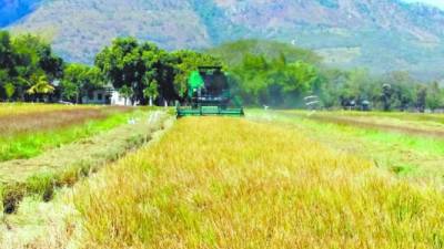La zona central es productora de arroz, y con las tormentas hay retraso en sacar al cosecha.