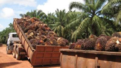 Cargas de palma aceitera en una planta de Yoro.