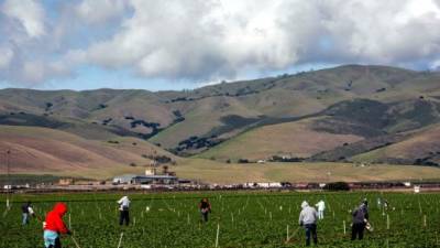 Miles de indocumentados trabajan en los campos de cultivos en California.