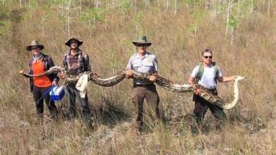 Investigadores exhiben la longitud de la gigantesca pitón capturada en los Everglades de Florida./Twitter.