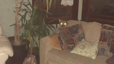 Los ojos del puma brillan en la oscuridad de la sala de estar, en esta foto subida por Lauren Taylor a sus redes sociales