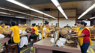 En la Flor de Copán destaca un gran porcentaje de la mano de obra femenina.