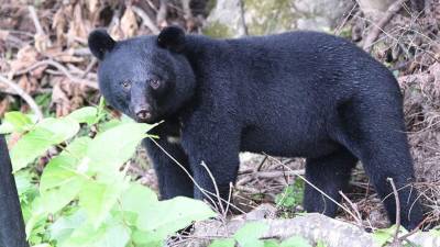 Los osos autóctonos del archipiélago japonés son el “Ursus thibetanus japonicus”.