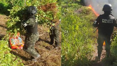 Policía Militar destruye plantación de hojas de coca en Olanchito, Yoro