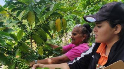 La aprobación de la Política de Género para el Subsector Café de Honduras marca un hito importante en la lucha por la equidad de género en la industria del café.