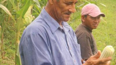 El agricultor Santiago Velásquez muestra su cosecha