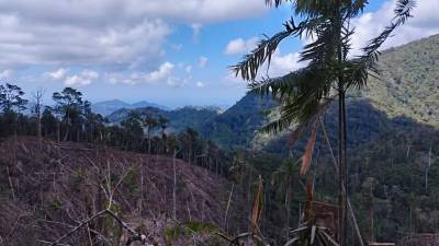 Esta es la zona descombrada en donde se aseguraron las plantaciones de hoja de coca.