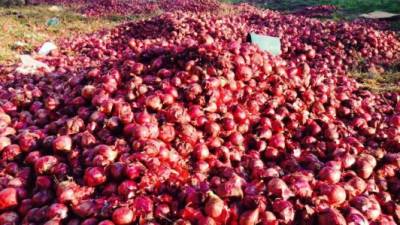 Miles de cebollas fueron lanzadas en la carretera Panamericana.